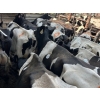 Image 2 : Idaho Dairies/Ranches - 186 Mixed (Burley, ID)