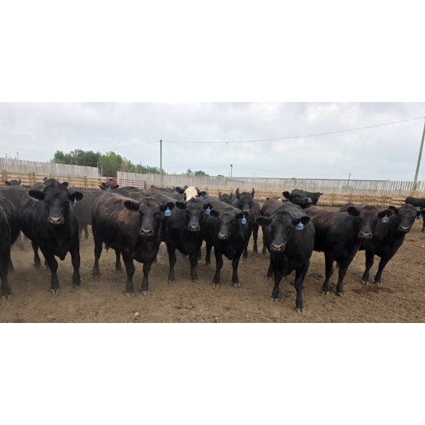Ripple Rock Ranch - 975# July Delivery Heifers - 126 Head (Fincastle, AB)