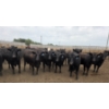 Image 1 : Ripple Rock Ranch - 975# July Delivery Heifers - 126 Head (Fincastle, AB)