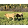 Image 12 : Squaw Valley Ranch - 850# October Delivery Steer Calves - 72 Head (Lumby, BC)