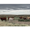 Image 7 : H&K Ranch - 590# October Delivery Steer Calves - 100 Head (Hilda, AB)
