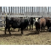 Image 6 : Bryce Medin - 925# April/May Delivery Heifers - 65 Head (Eckville, AB)