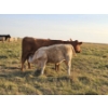 Image 8 : Bruce & Derek Christensen - 720# November Delivery Steer Calves - 80 Head (Rainier, AB)
