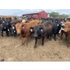 Image 2 : Lazy B Farm & Ranch - 975# August Delivery Heifers - 130 Head (Linden, AB)