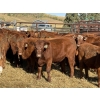 Image 5 : Grote Ranch - 520# Sept/Oct Delivery Steer Calves - 80 Head (Crestomere, AB)