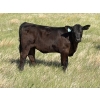 Image 5 : Douglass Bros. Ranching - 580# November Delivery Heifer Calves - 100 Head (Gem, AB)