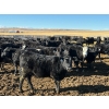 Image 3 : DK Livestock - 820# February Delivery Heifers - 242 Head (High River, AB)