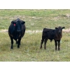 Image 13 : Jamieson Ranch - 550# November Delivery Steer Calves - 95 Head (Cabri, SK)