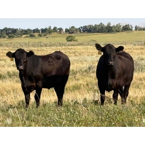 Hawkins Family Farm - 910# August Delivery Grass Heifers - 265 Head (Coderre, SK)
