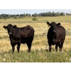 Image 1 : Hawkins Family Farm - 910# August Delivery Grass Heifers - 265 Head (Coderre, SK)