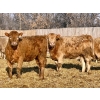 Image 14 : Darcy, Colton & Blake Reinhardt - 850# February Delivery Heifers - 145 Head (Redland, AB)