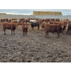 Image 3 : Ripple Rock Ranch - 790# March Delivery Weaned Heifers  - 278 Head (Fincastle, AB)