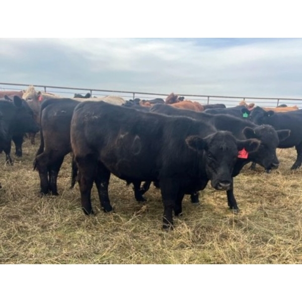 Crane Lake Land & Cattle - 1000# October Grass Steers - 120 Head (Kerrobert, SK)
