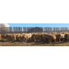 Image 4 : Last Chance Ranch - 630# October Delivery Steer Calves - 100 Head (Piapot, SK)
