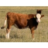Image 9 : Riverbend Ranch - 860# September Delivery Grass Heifers - 310 Head (Scotfield, AB)