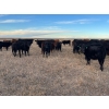 Image 3 : EJB Ranch - 540# November Delivery Steer Calves - 80 Head (Maple Creek, SK)