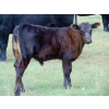 Image 3 : R & W Cattle Co. Ltd. - 535# October Delivery Steer Calves - 110 Head (Big Stone, AB)