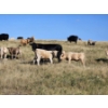 Image 7 : Farming Valley Ranch (Ben Tateson) - 540# November Delivery Heifer Calves - 100 Head (Cereal, AB)