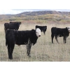 Image 4 : Cam Taylor/Trevor Campbell - 515# November Delivery Steer Calves - 180 Head (Wolseley, SK)