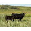 Image 8 : Garvin Kostal - 625# November Delivery Steer Calves - 95 Head (Spring Valley, SK)