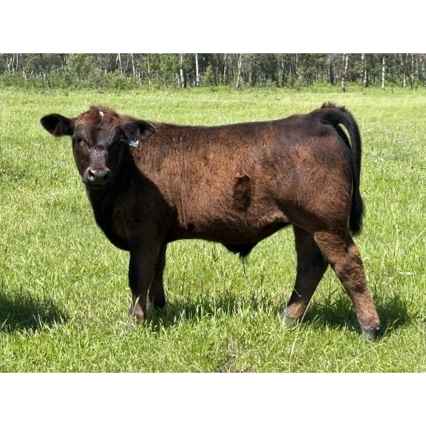 Bar 27 Stock Farm - 625# September Delivery Steer Calves - 50 Head (Spruce View, AB) VBP+