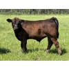 Image 1 : Bar 27 Stock Farm - 625# September Delivery Steer Calves - 50 Head (Spruce View, AB) VBP+