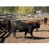 Image 21 : Alan Fridlington - 730# May Delivery Heifers - 162 Head (Kersley, BC)