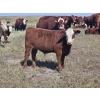 Image 5 : Blaine & Sue Hudec - 600# Oct/Nov Delivery Steer Calves - 80 Head (Jenner, AB)