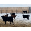 Image 7 : Franklin Cattle Co. - 680# February Delivery Steers - 180 Head (Grenfell, SK)