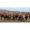 Image 4 : M.S. MacLean Livestock - 940# March Delivery Steers - 31 Head (Coaldale, AB)