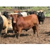 Image 3 : Brandt Boys Beef & Grain - 980# September Delivery Steers - 65 Head (Tolstoi, MB)