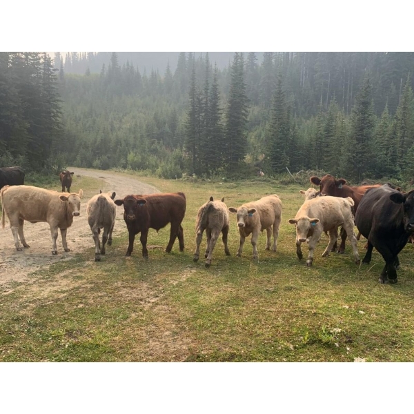 TF Cattle - 640# October Delivery Steer Calves - 96 Head (Kamloops, BC)