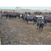 Image 7 : Ripple Rock Ranch - 730# August Delivery Heifers - 125 Head (Fincastle, AB)