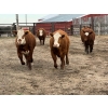Image 2 : Lake Thelma Farms  - 9 RBF/RWF Replacement Heifers (Coronation, AB)