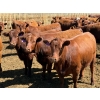 Image 2 : PSV Farms Ltd. - 880# May Delivery Heifers - 35 Head (Enchant, AB)