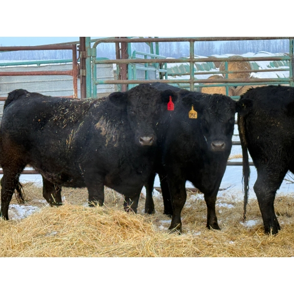 Lance Schelske - 3 Heifers (Pen 156) *Later Bred*