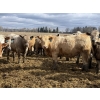 Image 2 : Jason & Kevin Szymanek - 920# April/May Delivery Steers - 136 Head (Stauffer, AB)