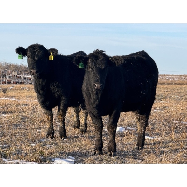 Fox Cattle Co. - 55 Black Simm/Angus X March/April Calving Bred Heifers (Foam Lake, SK)