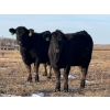 Image 1 : Fox Cattle Co. - 55 Black Simm/Angus X March/April Calving Bred Heifers (Foam Lake, SK)