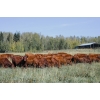 Image 2 : Cornerglen Ranching (J-J) - 12 Red Angus April/May Calving Bred Heifers (Crestomere, AB)