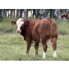 Image 4 : Taylor Family Farms - 740# October Delivery Steer Calves - 80 Head (Leslieville, AB)