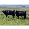 Image 3 : DK Livestock - 950# September Delivery Grass Heifers - 66 Head (Longview, AB)