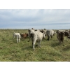 Image 5 : Malarky Farms - 12 Char/Char X Cow/Calf Pairs (Newdale, MB)