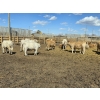 Image 15 : SVM Farms - 630# May Delivery Steers - 67 Head (Vauxhall, AB)