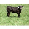 Image 4 : Colter Malloy - 540# November Delivery Steer Calves - 80 Head (Pollockville, AB)