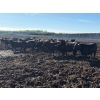 Image 4 : 6U Cattle Company - 880# June Delivery Heifers - 71 Head (Manning, AB)