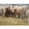 Image 10 : Vossepoel Cattle Co. - 680# December Delivery Weaned Steers - 250 Head (Tilley, AB)