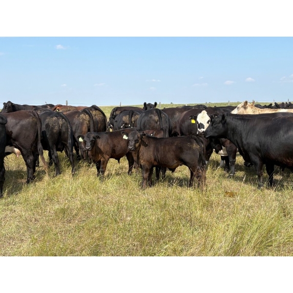 Rocky Lake Ranch Ltd. - 650# November Delivery Steer Calves - 75 Head (Bethune, SK)