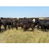 Image 1 : Rocky Lake Ranch Ltd. - 650# November Delivery Steer Calves - 75 Head (Bethune, SK)