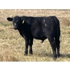 Image 2 : Darrell Goldsmith - 410# Steer Calves - 70 Head (Hoosier, SK)